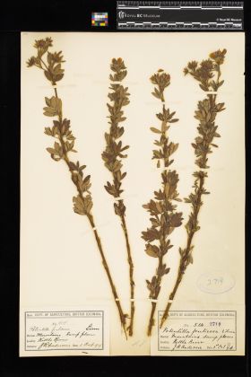 Image representing Dasiphora fruticosa.