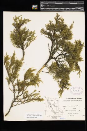 Image representing Juniperus scopulorum.