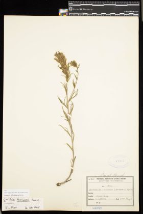 Image representing Castilleja thompsonii.