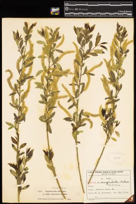 Image representing Salix amygdaloides.