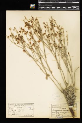 Image representing Eriogonum niveum.