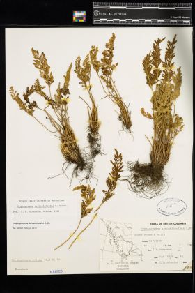 Image representing Cryptogramma acrostichoides.
