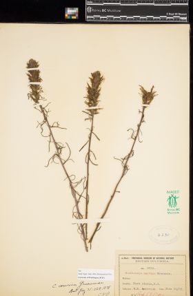 Image representing Castilleja cervina.