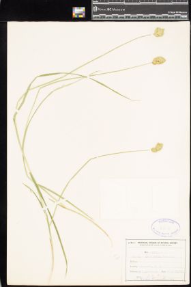 Image representing Carex crawfordii.