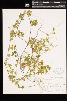 Image representing Linnaea borealis ssp. longiflora.