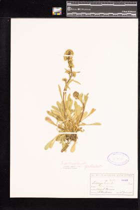 Image representing Solidago glutinosa.