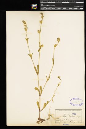 Image representing Silene gallica.