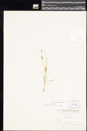 Image representing Carex crawei.