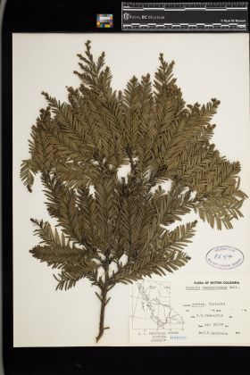 Image representing Sequoia sempervirens.