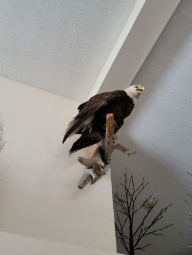 Image representing Haliaeetus leucocephalus.