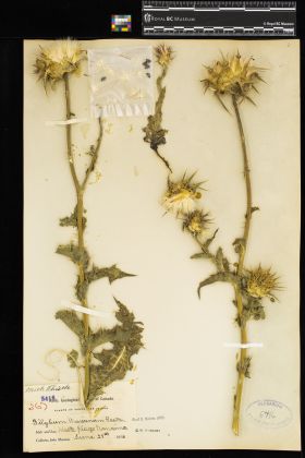 Image representing Silybum marianum.