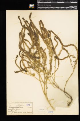 Image representing Verbena bracteata.