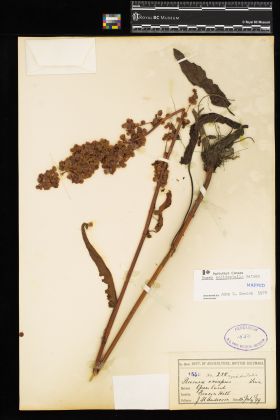 Image representing Rumex occidentalis.