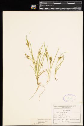 Image representing Carex aurea.