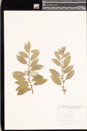 Image representing Salix bebbiana.