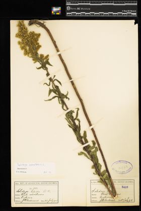 Image representing Solidago canadensis.