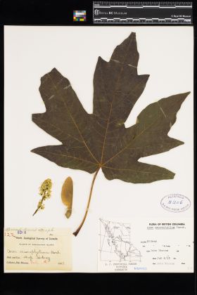 Image representing Acer macrophyllum.