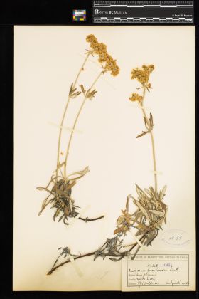 Image representing Eriogonum heracleoides.