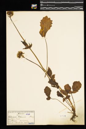 Image representing Valeriana sitchensis.