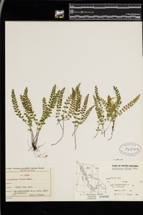 Image representing Asplenium viride.