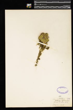 Image representing Silene acaulis.