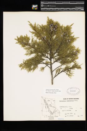 Image representing Juniperus scopulorum.
