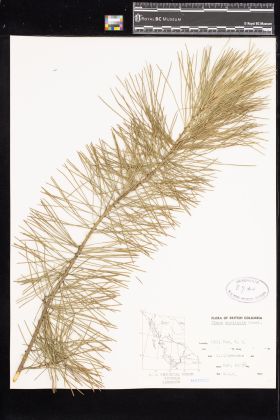 Image representing Pinus monticola.