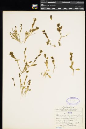 Image representing Cochlearia groenlandica.