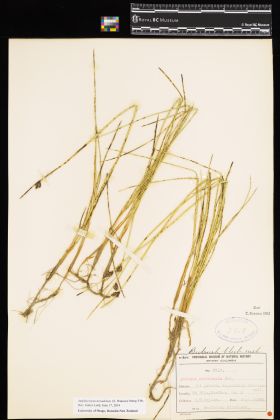 Image representing Amphiscirpus nevadensis.