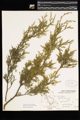 Image representing Juniperus scopulorum.