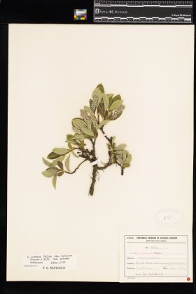 Image representing Salix arctica ssp. torulosa.
