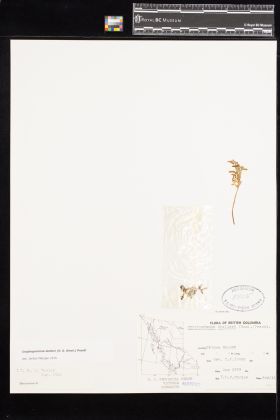 Image representing Cryptogramma stelleri.