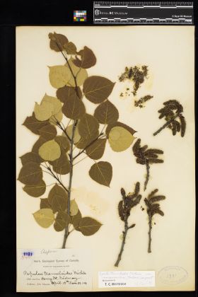 Image representing Populus tremuloides var. vancouveriana.