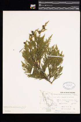 Image representing Chamaecyparis nootkatensis.