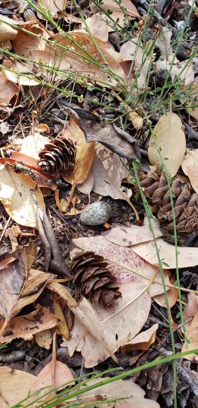 Image representing Chordeiles minor.