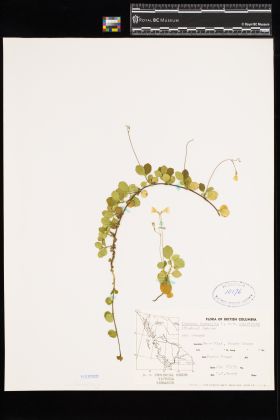 Image representing Linnaea borealis ssp. longiflora.