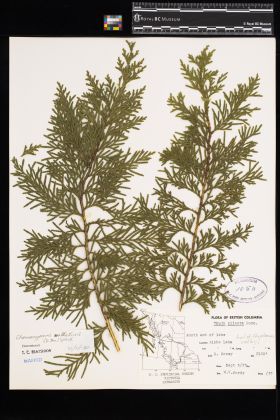 Image representing Chamaecyparis nootkatensis.