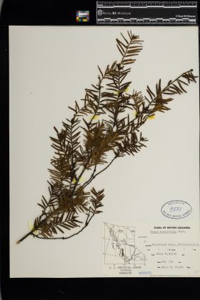 Image representing Taxus brevifolia.