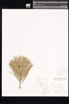 Image representing Pinus monticola.