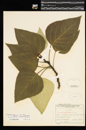 Image representing Populus balsamifera ssp. trichocarpa.