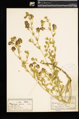 Image representing Medicago sativa ssp. sativa.