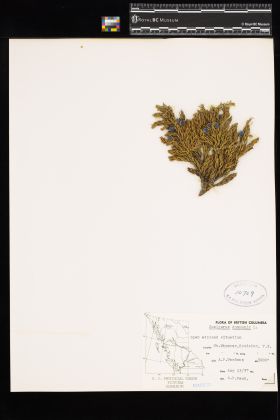 Image representing Juniperus communis.