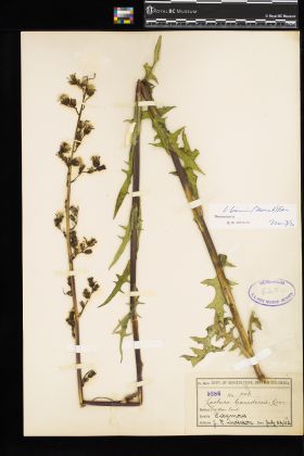 Image representing Lactuca biennis.