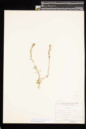 Image representing Castilleja attenuata.