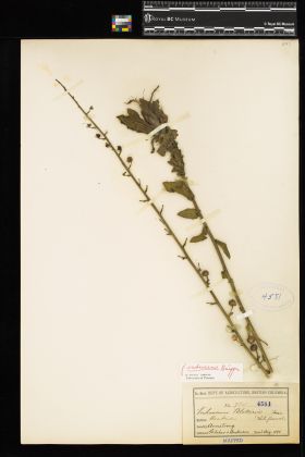 Image representing Verbascum blattaria.