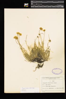 Image representing Erigeron linearis.