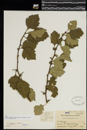 Image representing Crataegus.