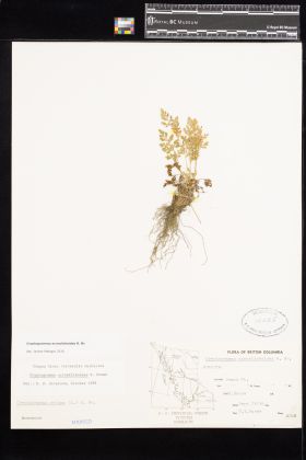 Image representing Cryptogramma acrostichoides.