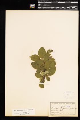 Image representing Salix arctica ssp. crassijulis.