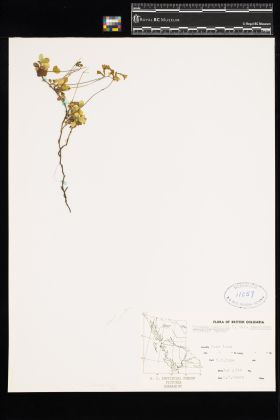 Image representing Linnaea borealis ssp. longiflora.